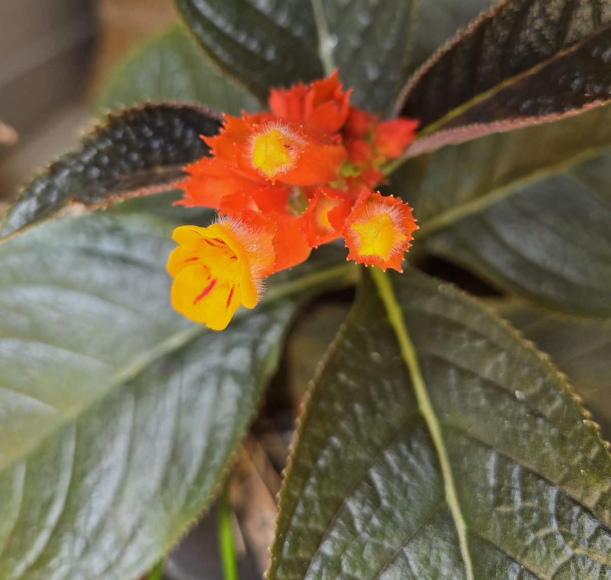 GoofyGiri's tweet photo. Today's Bloom ♥️🧡💛♥️
#Flaming Yellow
#Burning Orange
#Blooming Red Somewhere In Bn https://t.co/OYoJXmz69v