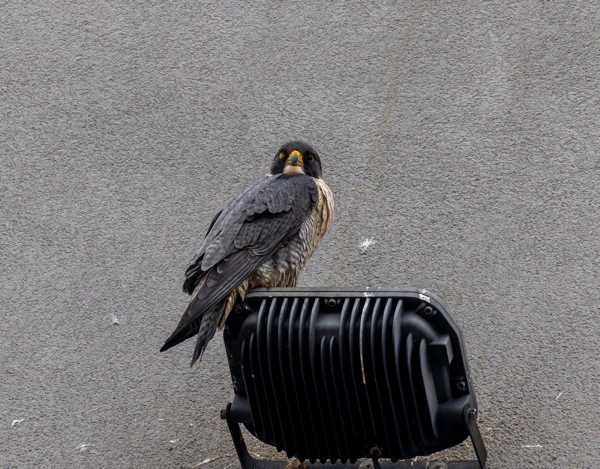MichaelLeinweb4's tweet photo. Both falcons on vista tower few days ago https://t.co/WRFl98OTIj