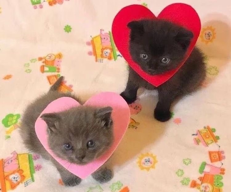 з днем святого валентина, мої хороші!! завжди будьте оточені любов’ю, лю 🤲🏻💗