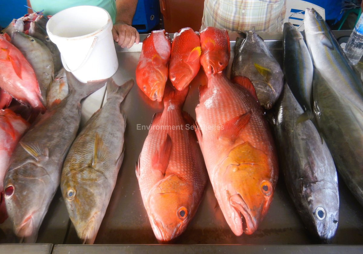 Catch diversity and quality, English River market (23/01/26).