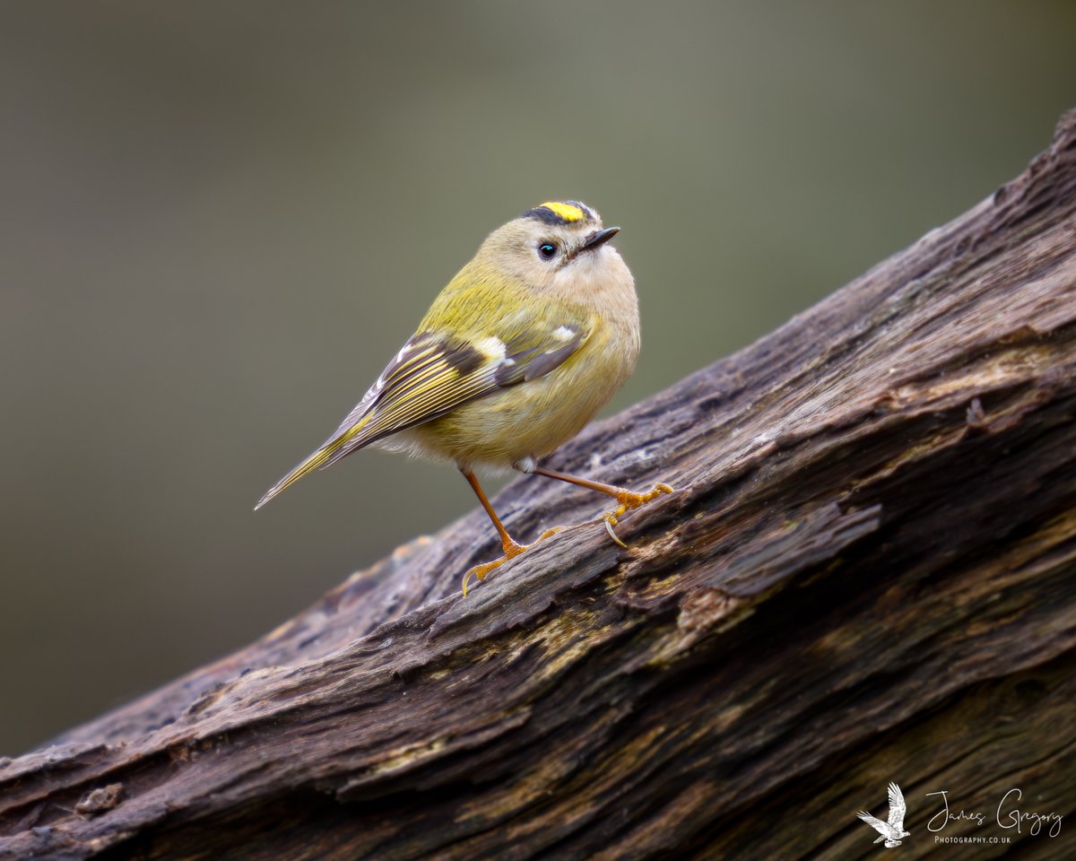 James Gregory Wildlife Photography tweet media