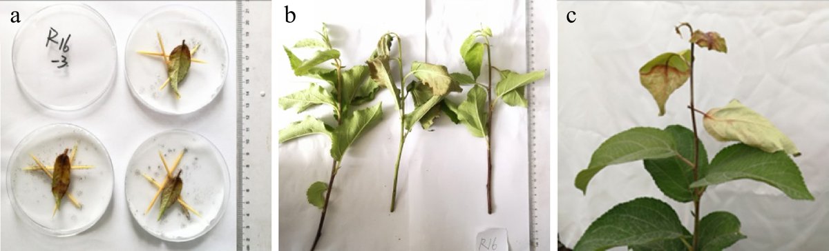HortiPlant's tweet photo. #TIH
Study screens 19 Malus plants for fire blight resistance, identifying 3 key resources (e.g., Yingyehaitang) for breeding resistant rootstocks/varieties.
@MaximumAcademic @aBIOTECH5 #FireBlight #Apple
Details: https://t.co/cFyrTOxFEW https://t.co/5rQkC3Fa34