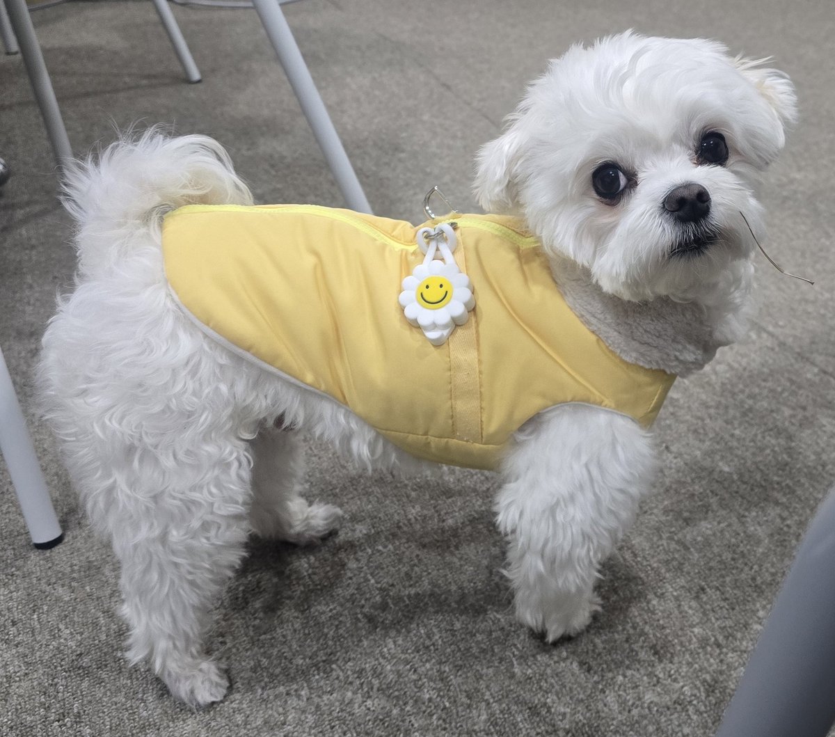 jukimahjong's tweet photo. 달이랑 마작치러 출발해볼까요? https://t.co/Xag6jyFSUx