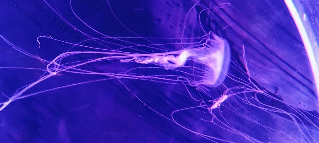 saw some jellyfish today. i think i love these things