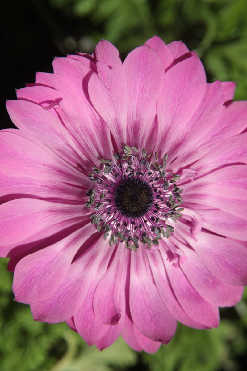 gontanokoneroku's tweet image. "You are never too old to set another goal or to dream a new dream."—C.S. Lewis

Good morning,friends. Did you sleep well? 🥰

Sun 7:00AM 🇯🇵
#Anemone #Flowers