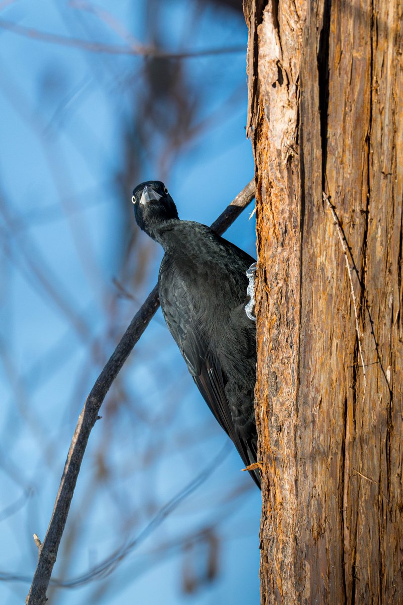 余寒の候 北海道 2026＞ 滅多に見られないクマゲラの正面顔。 #札幌