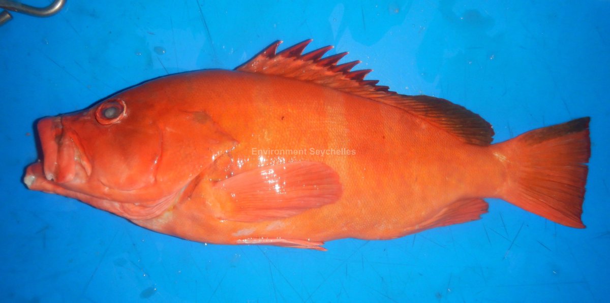 Red-tipped grouper (Epinephelus retouti) - "mama rouz" - English River market (24/01/26). 
Read about this species here: seatizens.sc/species/epinep…