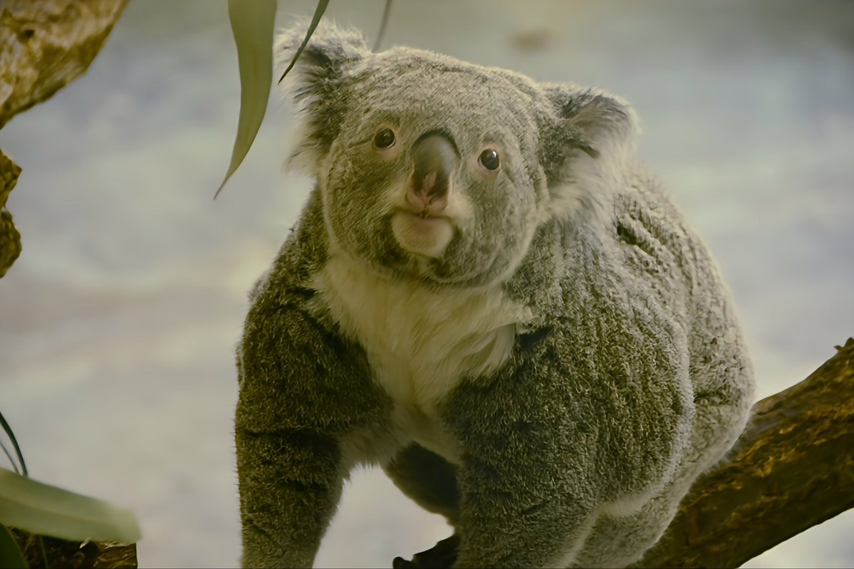 もにまるず　ビビッドカラー　コアラ 多摩動物公園】 ｺｱﾗ。 4枚目はね起こすな案件 NikonD5200 Nikon AF-S
