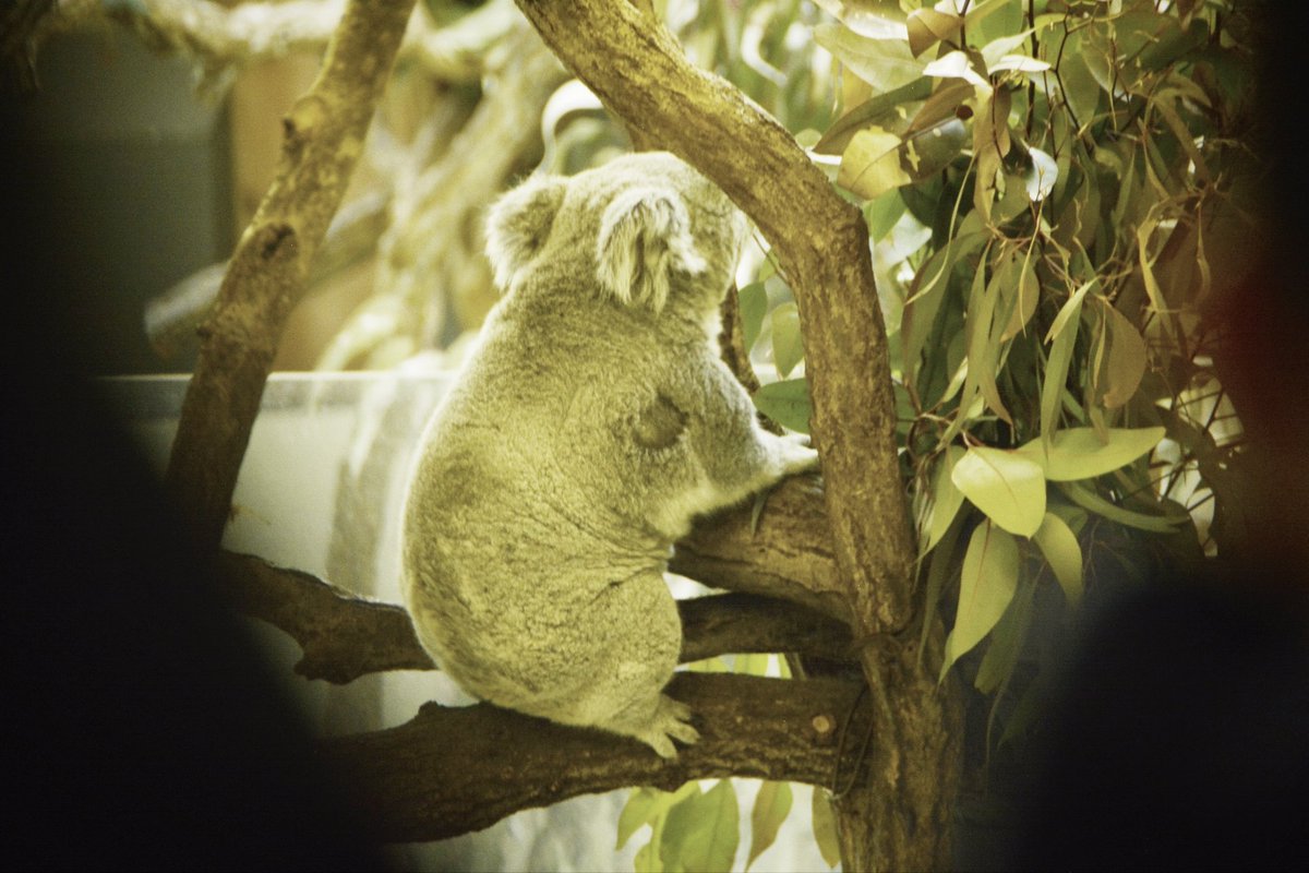 多摩動物公園】 ｺｱﾗ。 4枚目はね起こすな案件 NikonD5200 Nikon AF-S