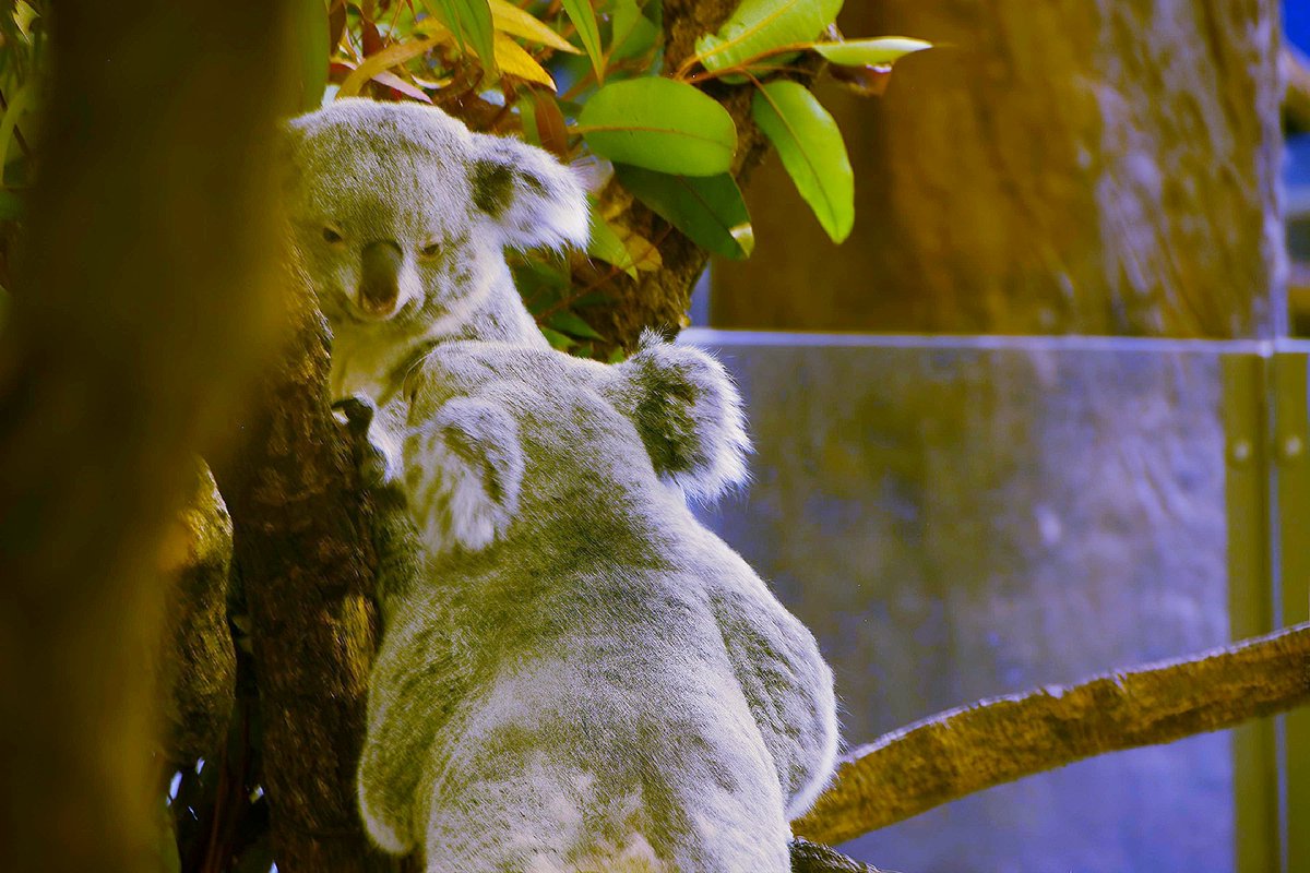多摩動物公園】 ｺｱﾗ。 4枚目はね起こすな案件 NikonD5200 Nikon AF-S