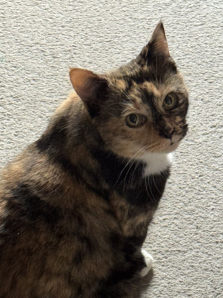 happy saturday, valentine’s day and most importantly #Caturday #Cat