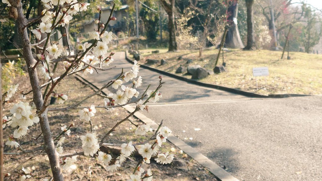 Hasimocchi's tweet photo. 生きてます
臨月、正産期だけど産まれる気配まだないから毎日長めの散歩して動いています
気付けば梅の季節に入っててびっくり

人生初のアサイーボウルとともに https://t.co/tWnq0BZyx6