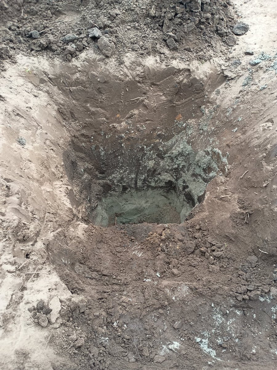 先日掘りに行った圃場。 水の抜けが良くないとのことでご開帳させて