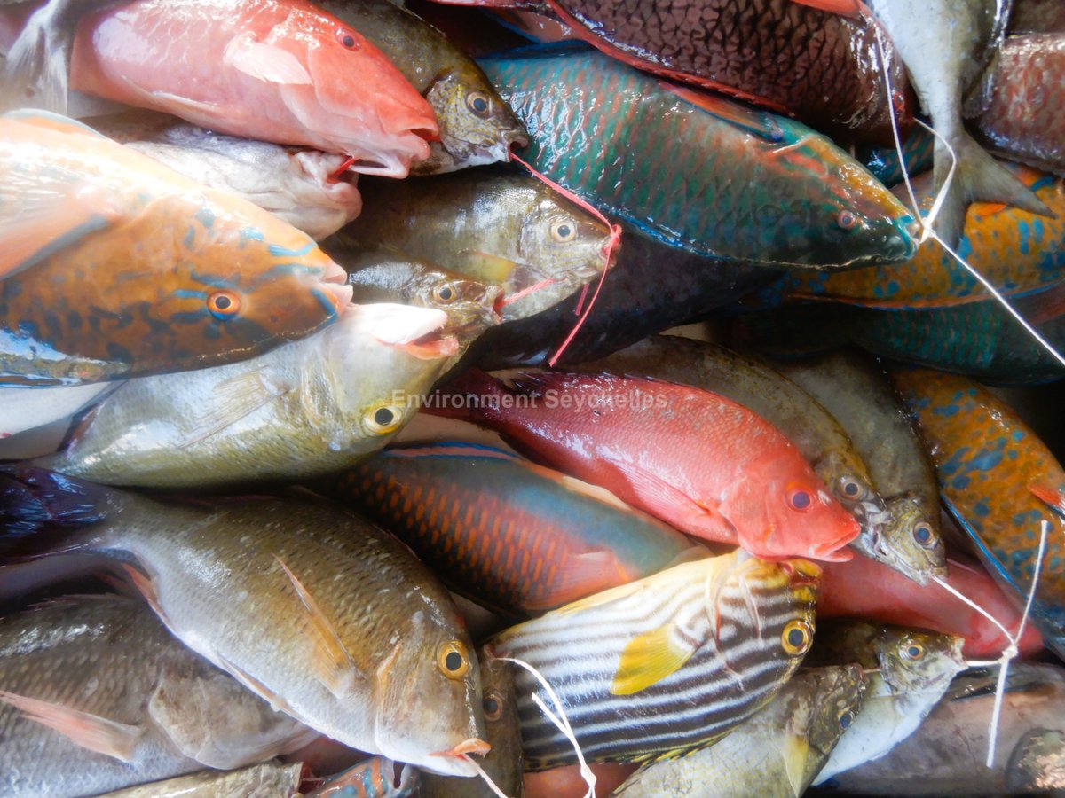 The rich colours and diversity of #Trapcatch, English River market (28/01/26).