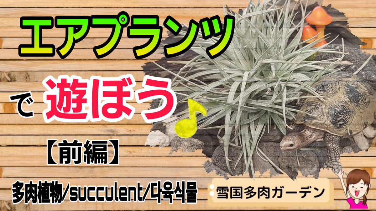 miki_ColorCra's tweet photo. YouTube更新しました(^-^)/
https://t.co/DNaRf3ryVX
多肉ちゃんはやる事なくて
今回はエアプランツで遊びます😁
#雪国多肉ガーデン
#ColorCra https://t.co/DJaWjrRkhn