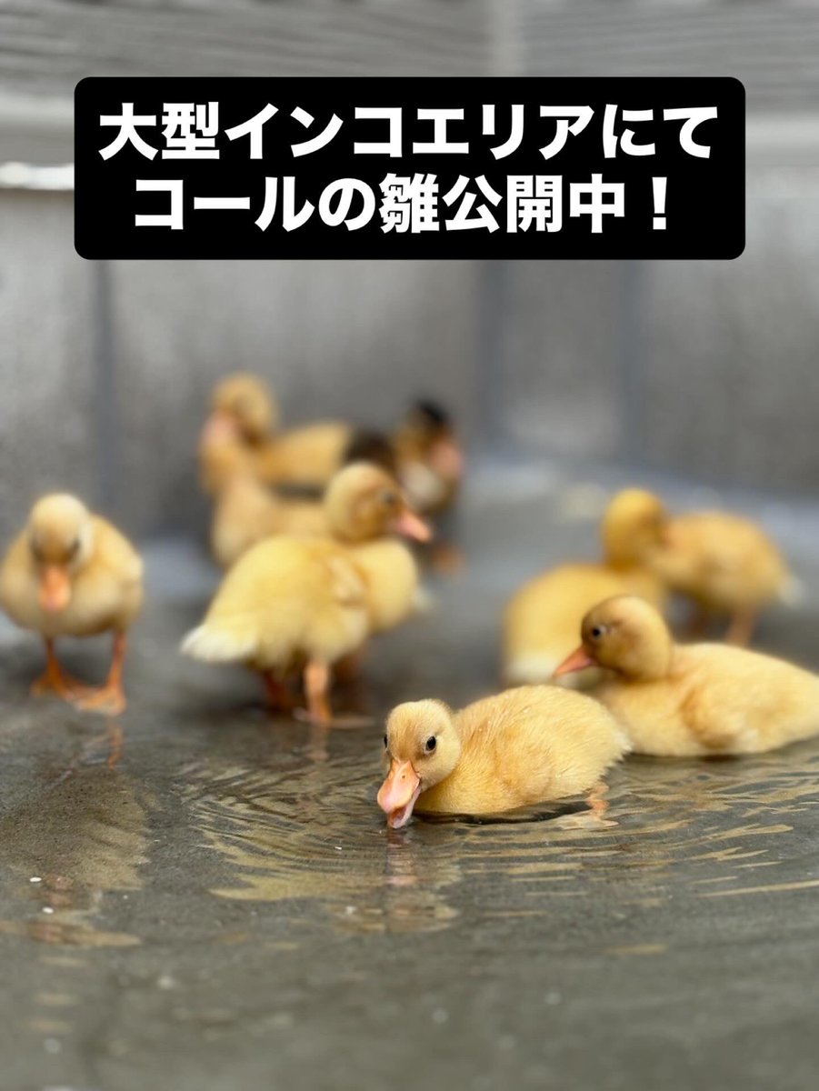 コールダック