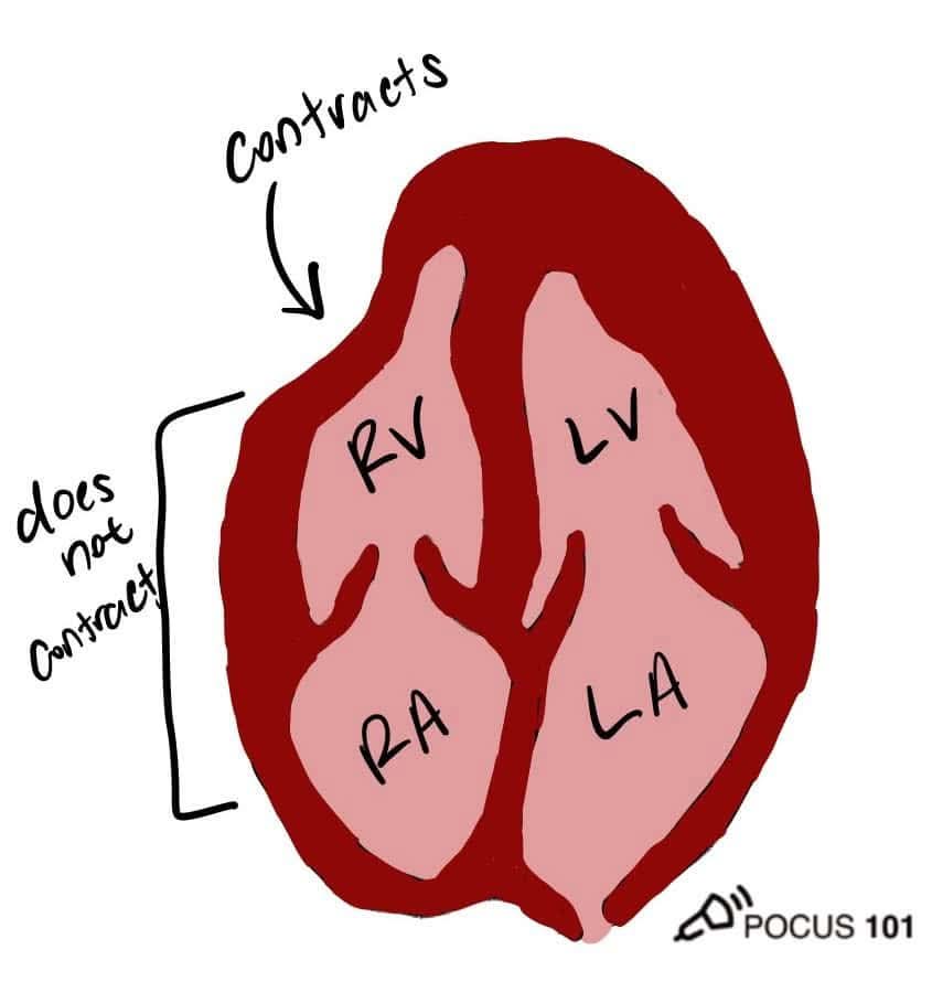 Leticia bravo Aldecoa 🧠 & ♥ tweet media