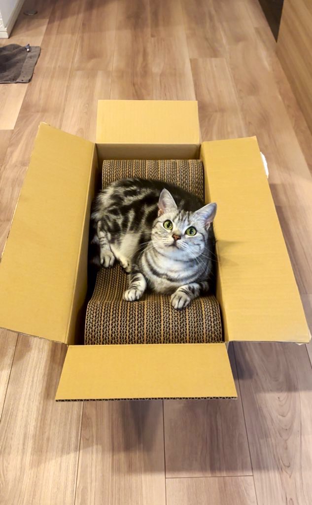 あんこともなか🐾充電ねこ tweet media