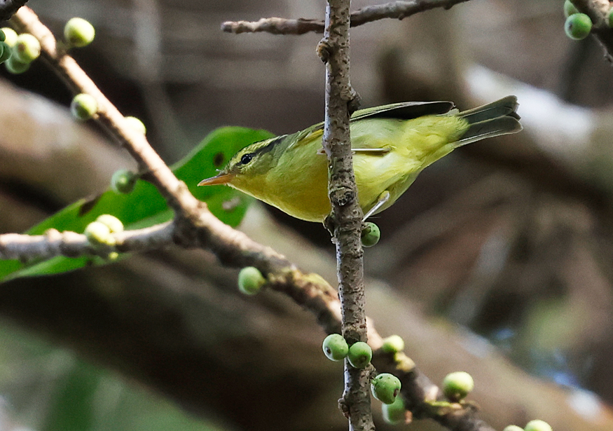 CalidrisBirdingTours tweet media