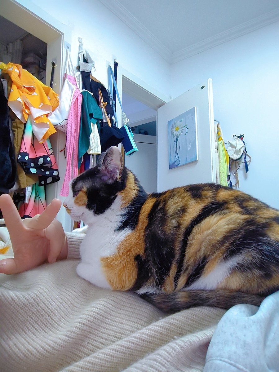 蛋挞女士 (@umigamitayi) on Twitter photo 