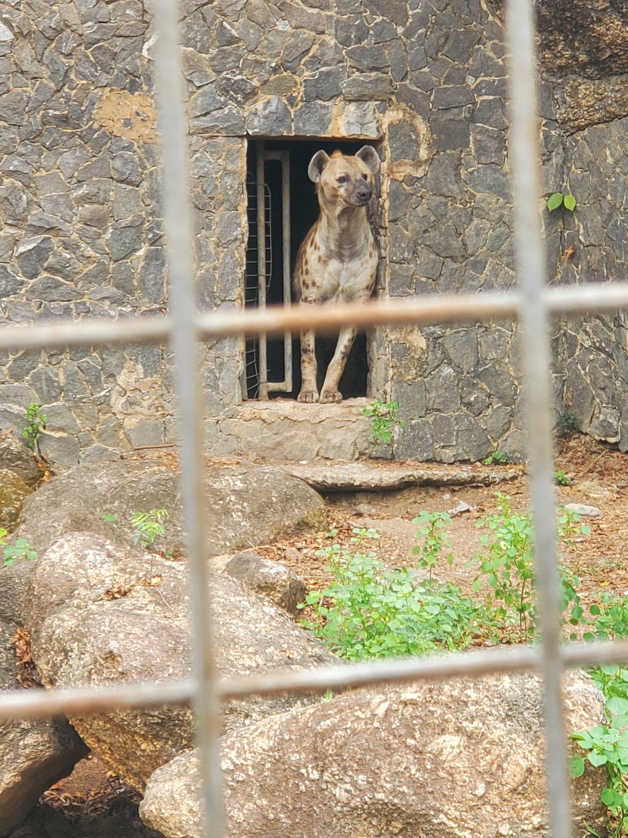 #AFK vibes at OOPL Wildlife Park: Live Giraffe not present but (skeleton only 😅). <a href="/WandrLust_io/">WandrLust🌿Adventure Pays</a>

This is perfect stepping away from screens and the endless grind, and getting surrounded by nature reminding me of how chill nature can be.

#IWasThereForReal #WandrLust