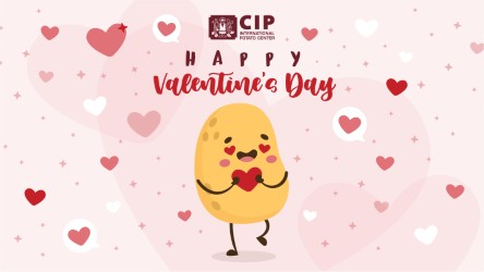 International Potato Center tweet media