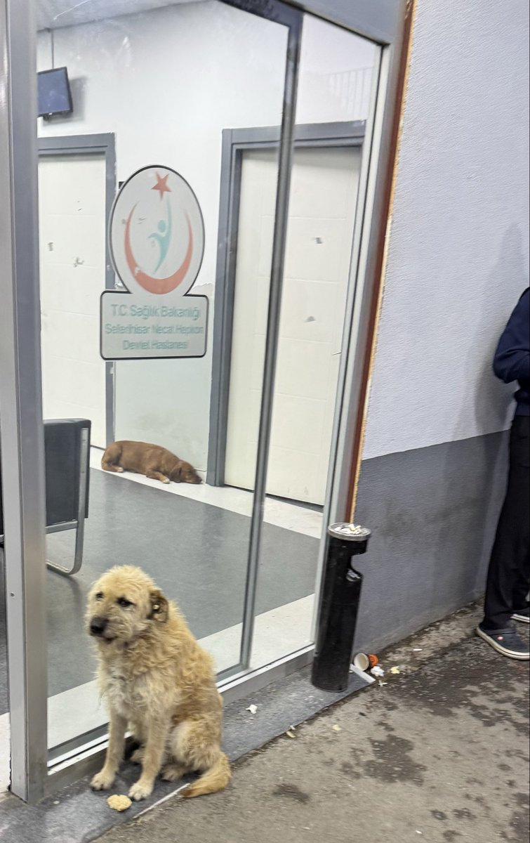 Prof.Dr. Nilüfer Sabuncuoğlu tweet media