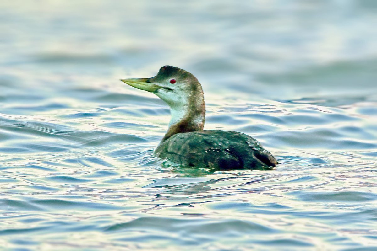 Mark Wilkinson tweet media