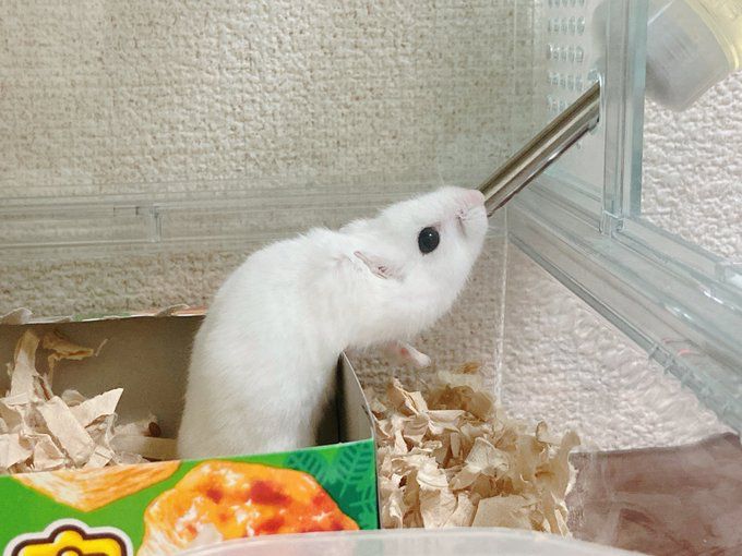 Tweets Of Hamster tweet media