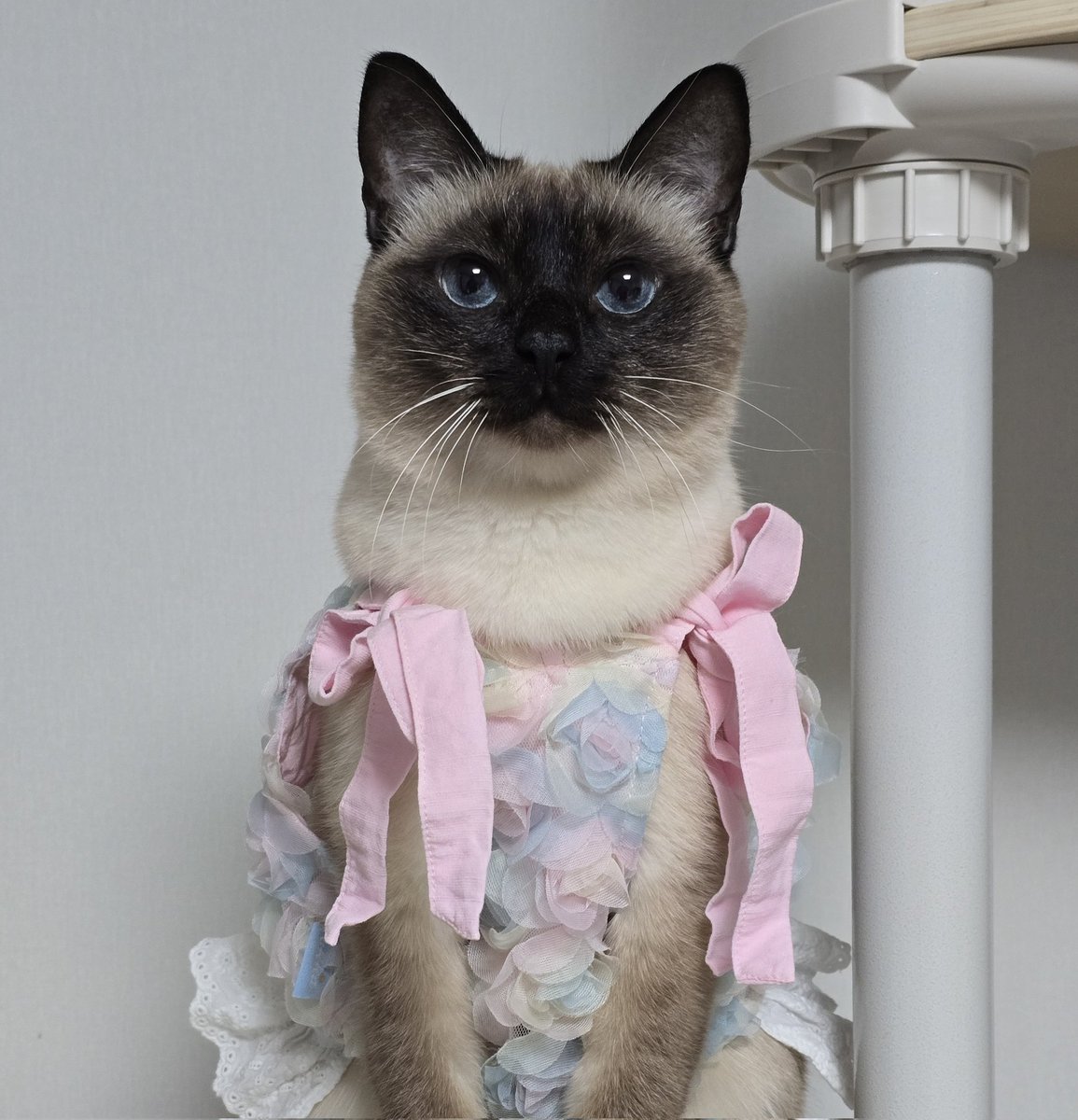 앵알이.. 스스로 컸어요.. 옷은 바자회에소 샀는데 진짜 너무 예쁘고 앵알이랑 잘 어울려서 좋아해요