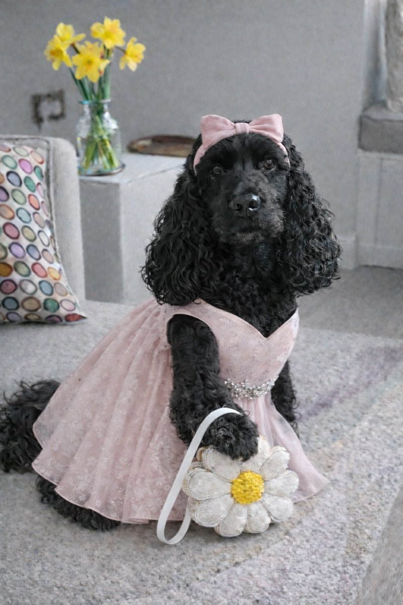 Daisy 🇮🇪 🐕‍🦺 & Alfie 🌈 🐕🥰 tweet media