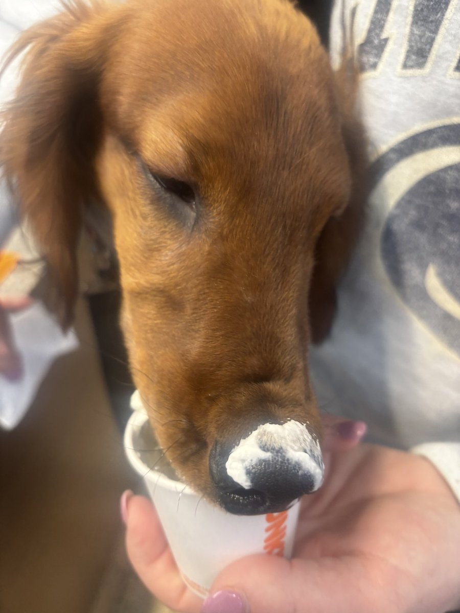 KborgesPR's tweet photo. @dunkindonuts Pickles the 9-month old dachshund in Southington,CT loved his first pup cup #runningondunkin #pupcup https://t.co/sWVWDR78sz