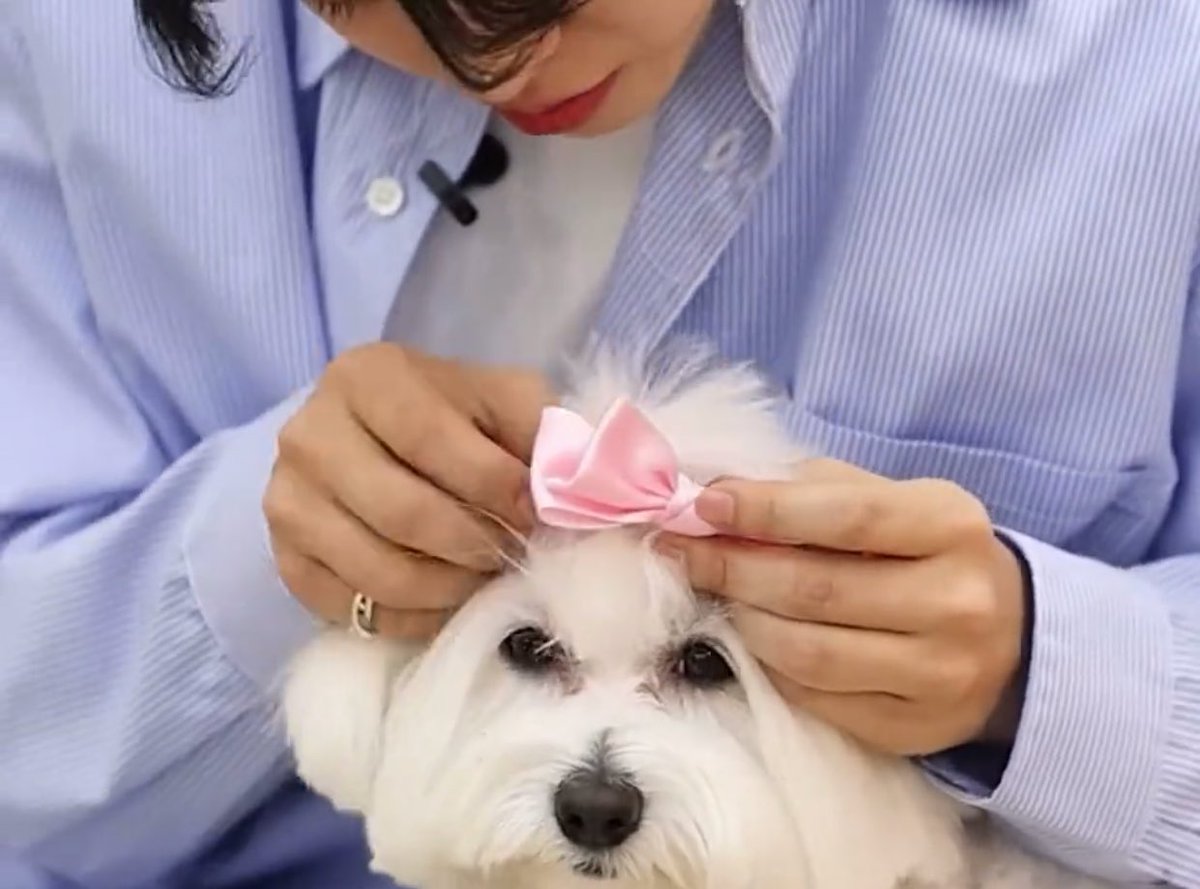 sounds_of_cheol's tweet image. kkuma coups with a pink bow 🥹🎀