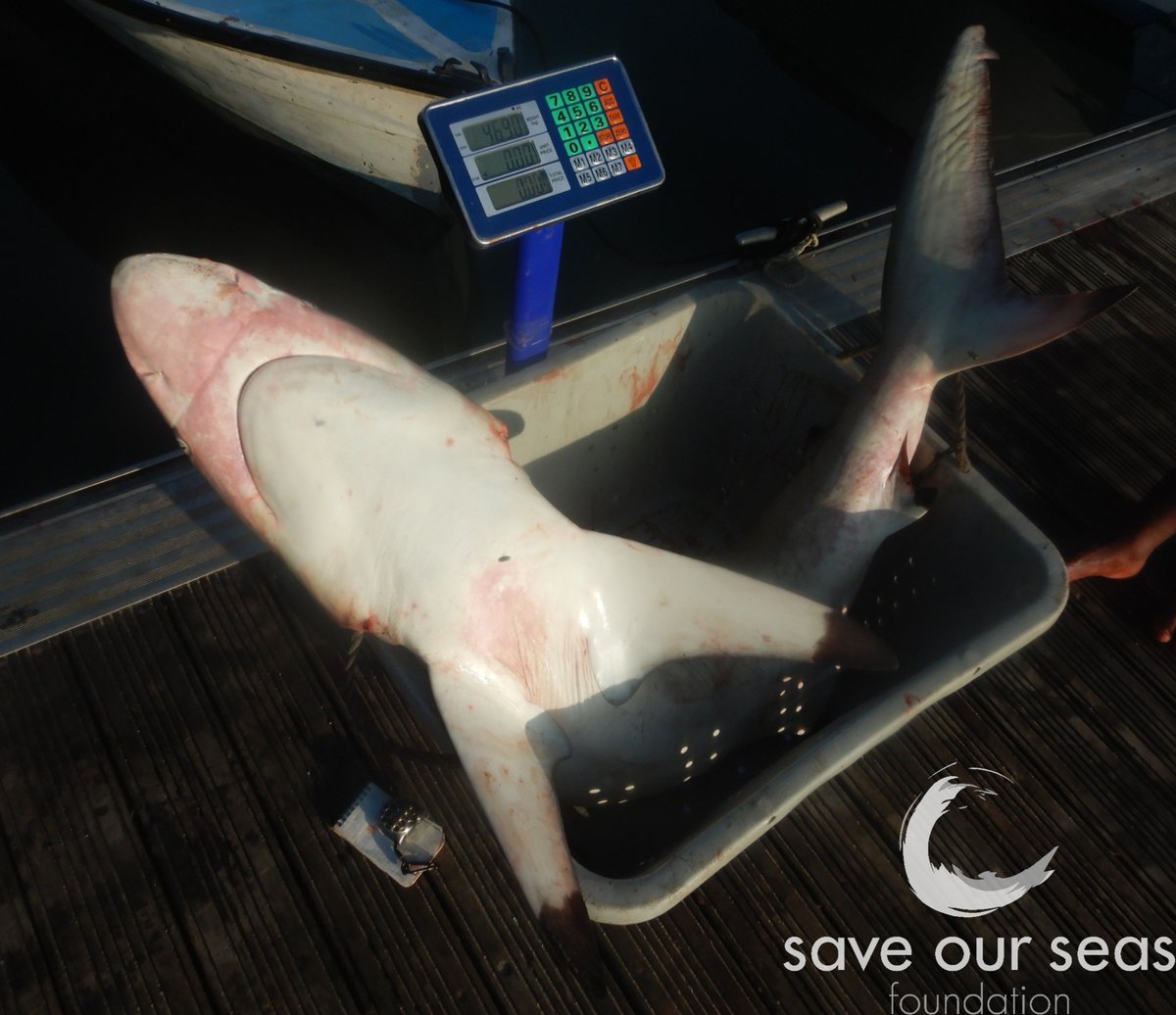 Without fisher cooperation measurements and weight of this Blacktip could not have been gathered, Northeast Mahe (10/02/26).
SOSF-funded project: Monitoring the effectiveness of shark protection laws in Seychelles. #saveourseasfoundation #ArtisanalFisheries #carcharhinuslimbatus