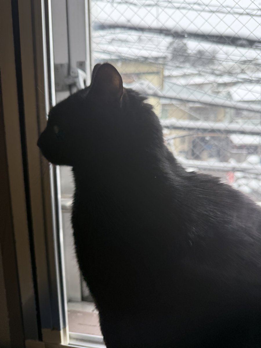 corner_sumire's tweet photo. ゆきのひ

#猫好きさんと繋がりたい　#猫のいる暮らし　#猫写真　#黒猫　#猫　#すみれ　#すみっこすみちゃん　#猫のいる幸せ https://t.co/5YDd0e6oZs