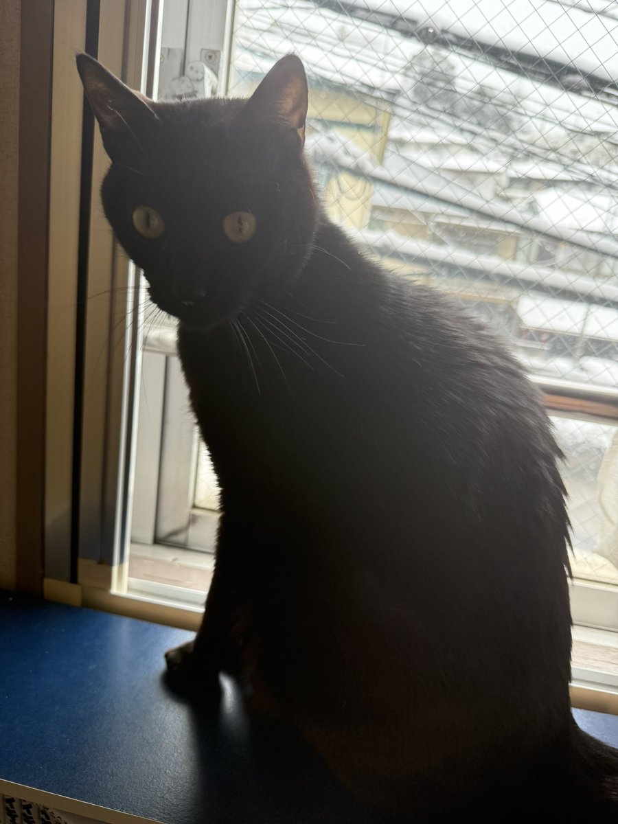 corner_sumire's tweet photo. ゆきのひ

#猫好きさんと繋がりたい　#猫のいる暮らし　#猫写真　#黒猫　#猫　#すみれ　#すみっこすみちゃん　#猫のいる幸せ https://t.co/5YDd0e6oZs