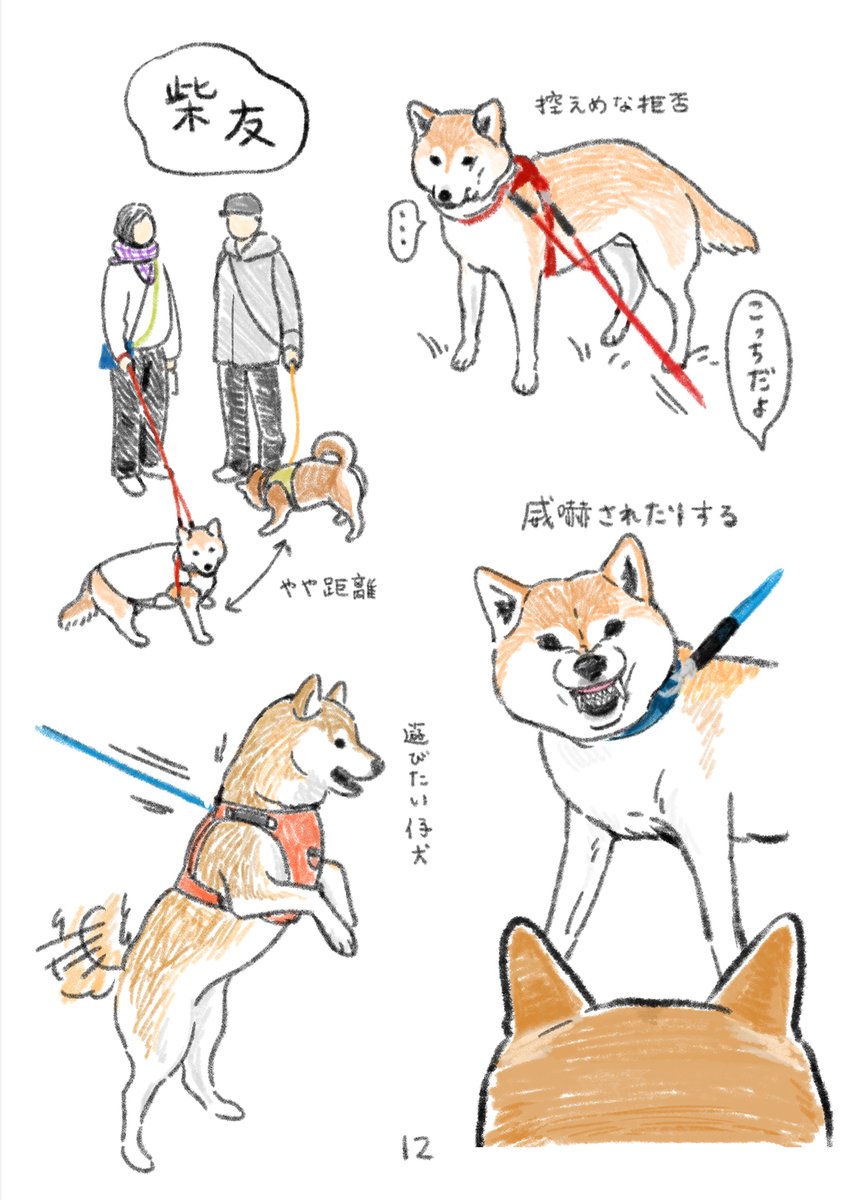 新刊の柴犬スケッチ本はこんな感じです!頒布物の統一感が全然ない😂 