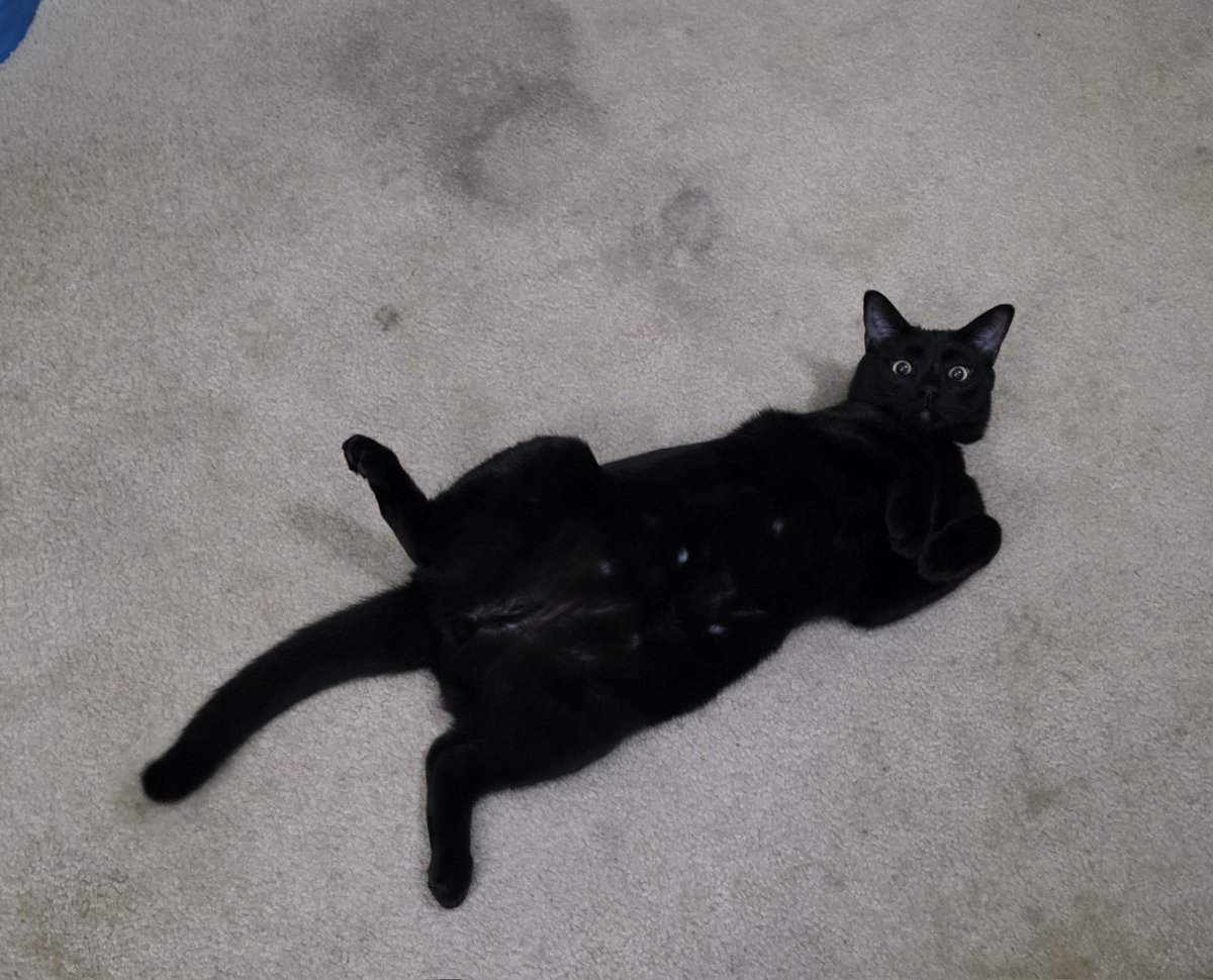 Jinx says hello and happy Valentine's day, ladies!