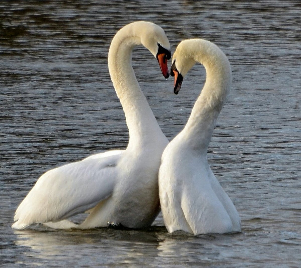 Happy Valentine's Day! 💕
 If you adore birds and you follow me, then I love you! 😀❤️🐦