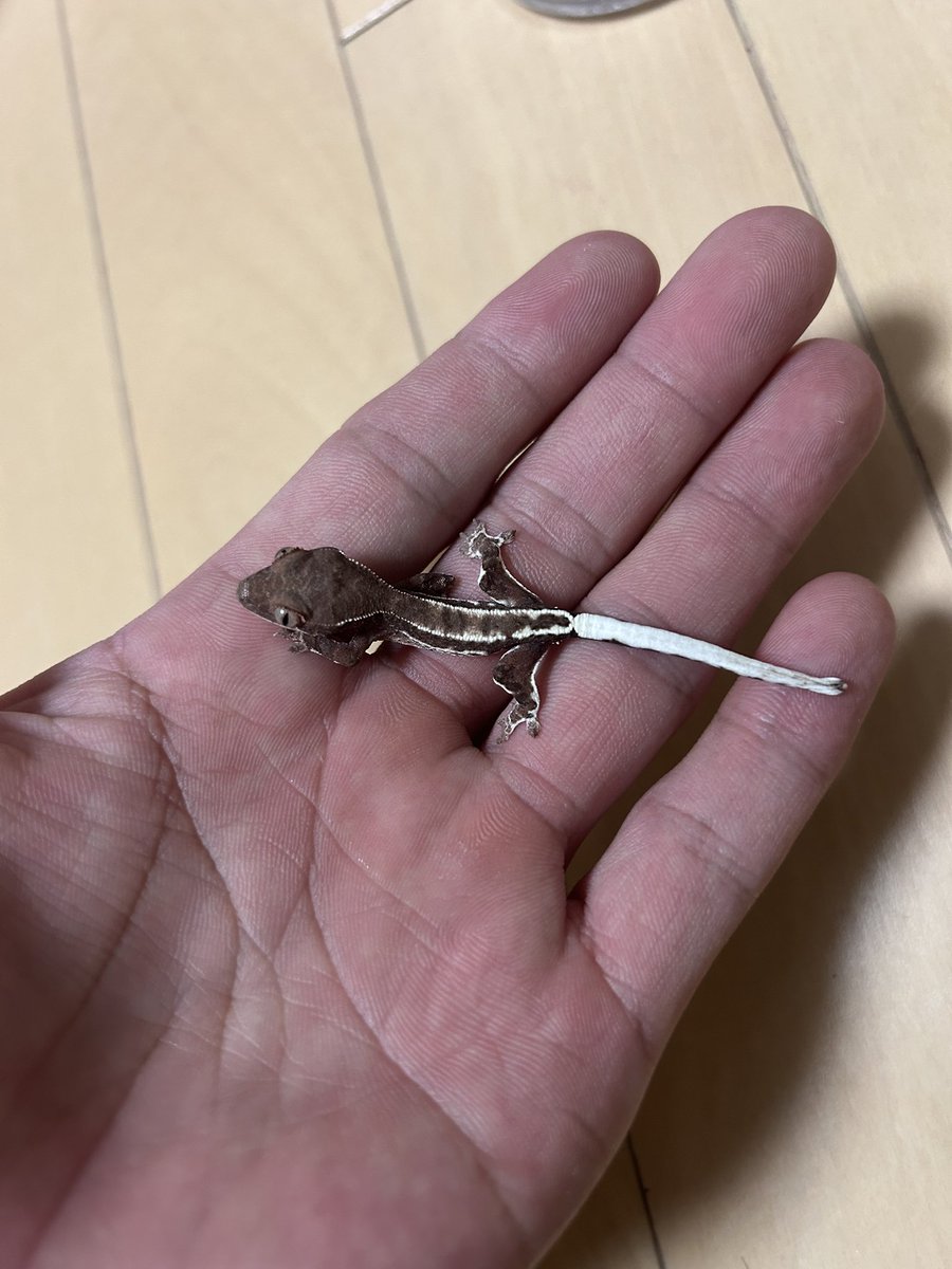reptiles__03's tweet photo. いいね👍

＃クレステッドゲッコー

＃ホソマユチルドレン
＃ホソマユGecko https://t.co/R9HEaYTejc