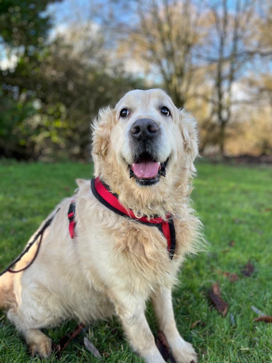 All Dogs Matter tweet media