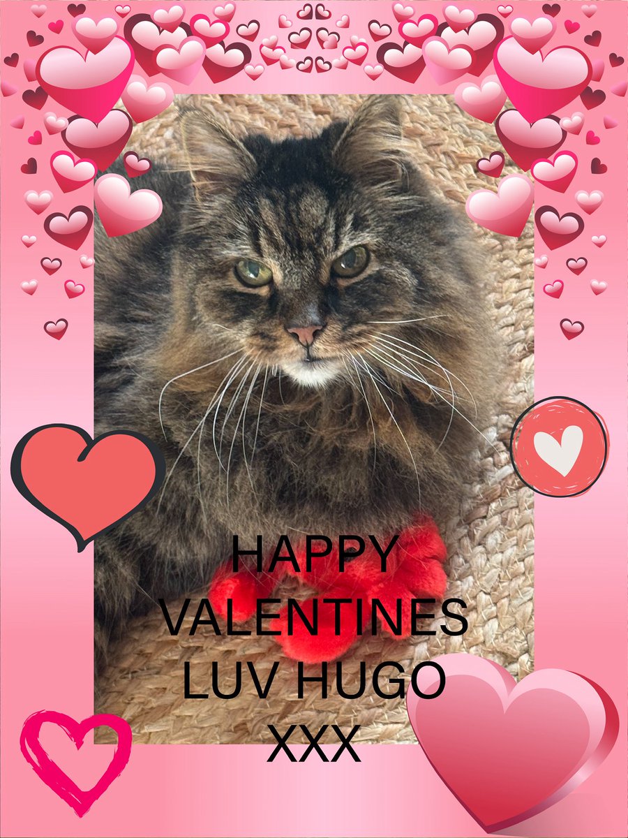 😺😺🎄🎄⛄️⛄️Hugo Mainecoon 🎄🎄🌦️⛄️⛄️😺😺 tweet media