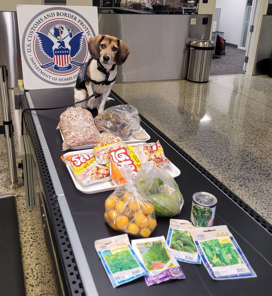 🐶“โคโค่”สุนัขตำรวจประจำหน่วยงานเกษตรซีแอตเติล ตรวจจับสิ่งของต้องห้ามเข้าสหรัฐฯ จากผู้โดยสารที่เดินทางมาจากไทย เช่นมะม่วงสด เมล็ดพืช กระเทียม ฯลฯ

📳ภาพนี้ถูกโพสต์ในเพจของสำนักงานฯและกำลังเป็นไวรัลจากสีหน้าของเจ้าหน้าที่โคโค่หลังตรวจเจอประมาณว่า

“นี่คุณขนมาเยอะขนาดนี้เลยหรอ” 😆