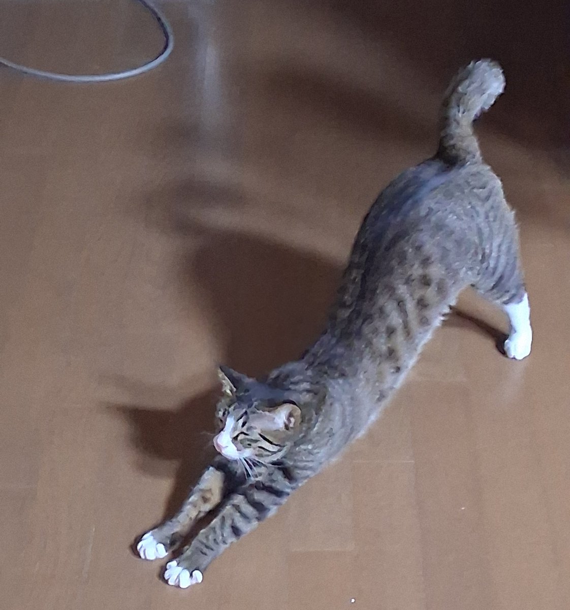 dead_assistant's tweet image. 연휴 첫 날,
저화질의 줘팸이이다.