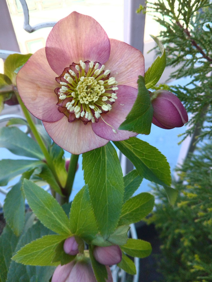 妻の株分けが成功したクリスマスローズ。下向きではなく、上に向いて