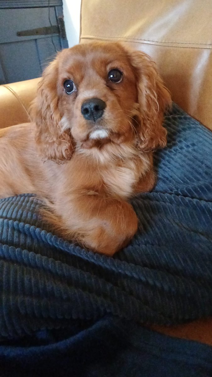 Michaelbayes tweet media