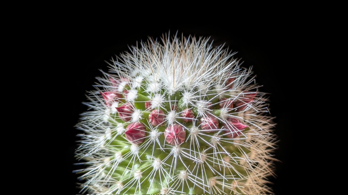 BlueDuckle's tweet photo. 蕾がついて1か月
毎年平均41日で咲くからあと10日ほど
#Mammillaria https://t.co/cAnL9Kpcew