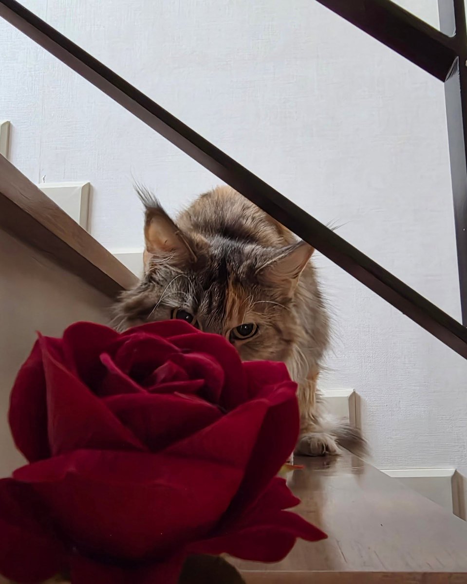 The cutest on Valentines day 🐱🐶🌹

WE LOVE YOU BIBLE 
#VALENTINESWITHBIBLE