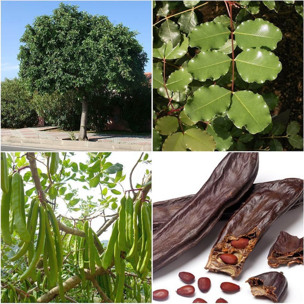 Keçiboynuzu, ya da diğer adıyla Harnup, aslında tam bir Akdeniz klasiği olan, her dem yeşil ve sert yapraklı bir ağaç türü. Meyvesi biyolojik olarak baklagiller ailesine giriyor ve süreç oldukça ilginç işliyor; ilk başta yeşil olan meyveler, Ağustos ve Eylül aylarında