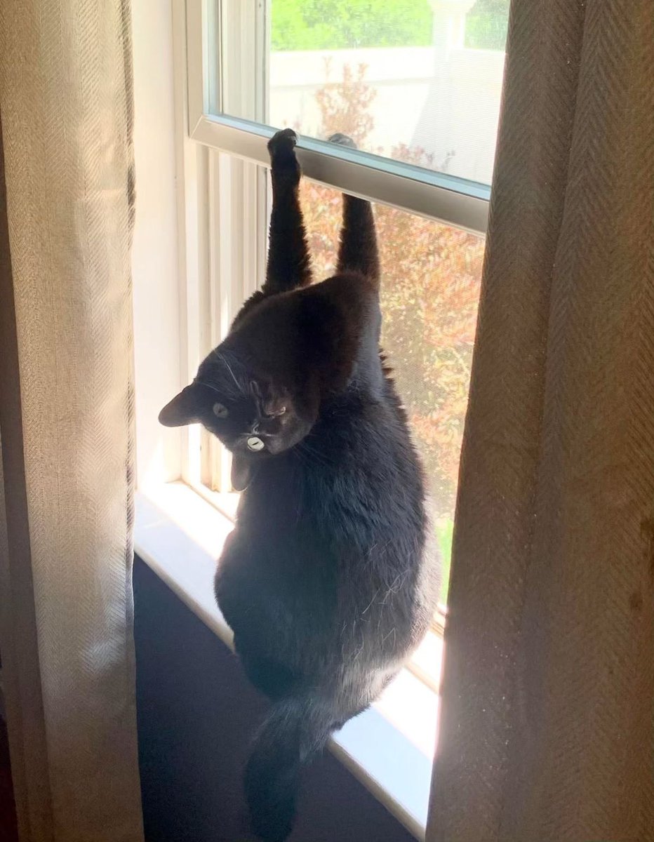 Black cats are not bad luck (@visualscat) on Twitter photo 